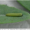 colias erate larva1 volg22